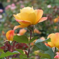 "Strike It Rich" captured at Portland, Oregon's International Rose Test Garden.