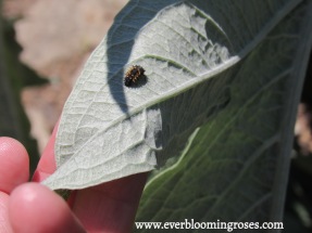 Ladybug larvae :)